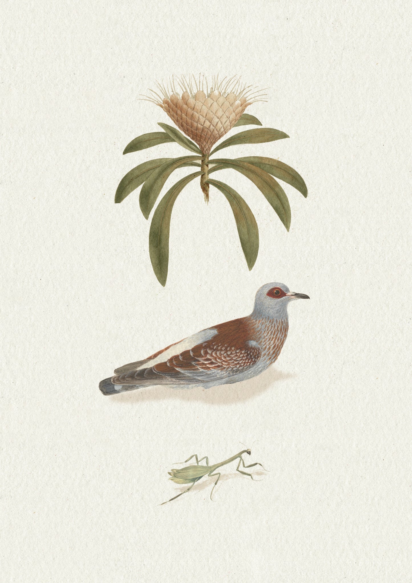 Companion Species